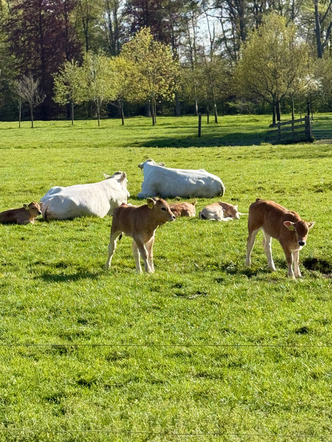 cows and calves in spring