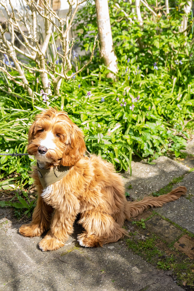 Cutest doggie