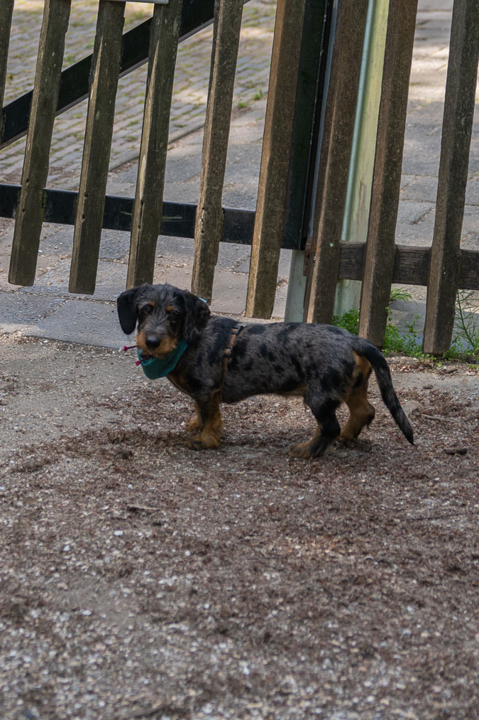 Doggie in the park