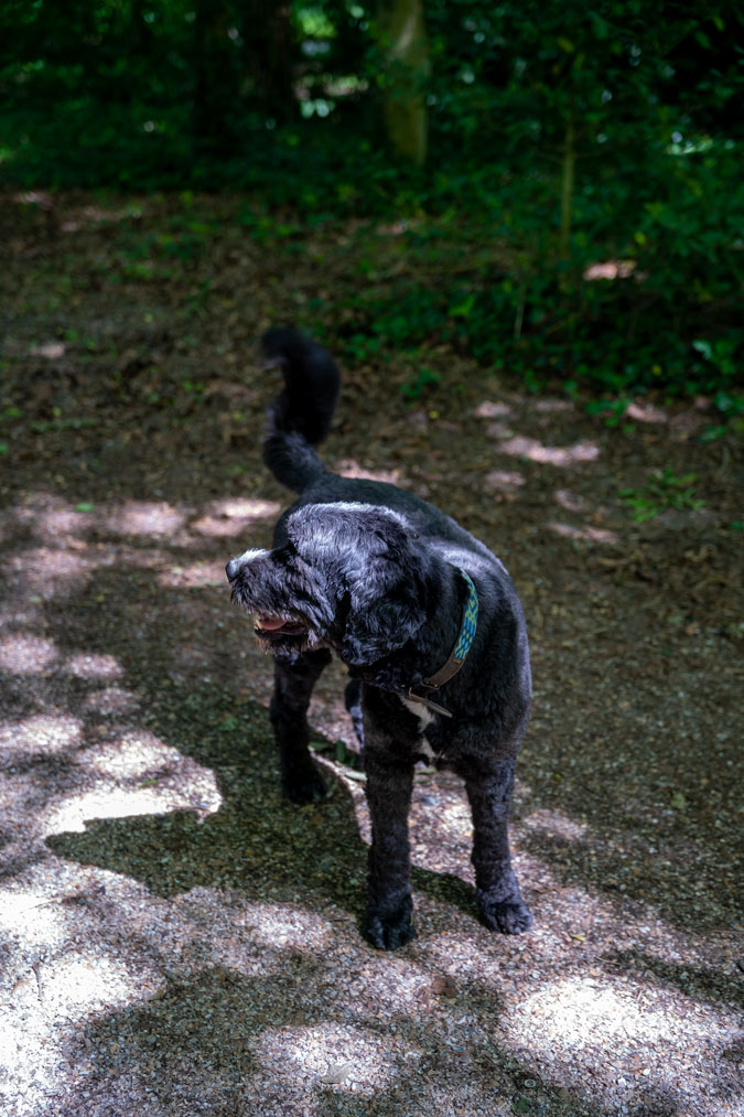 Doggie in the park