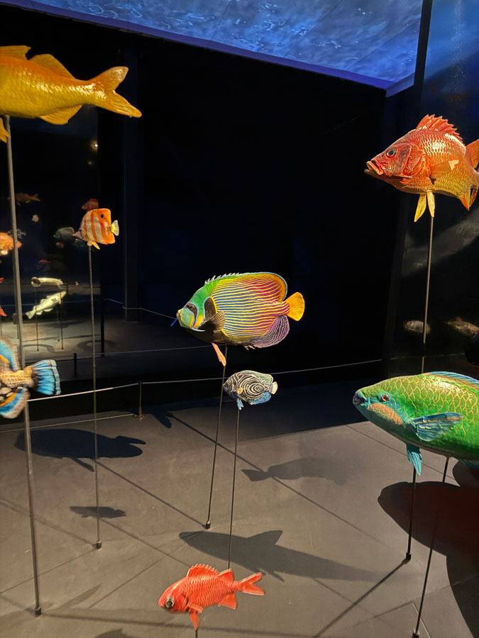 Naturalis fish
