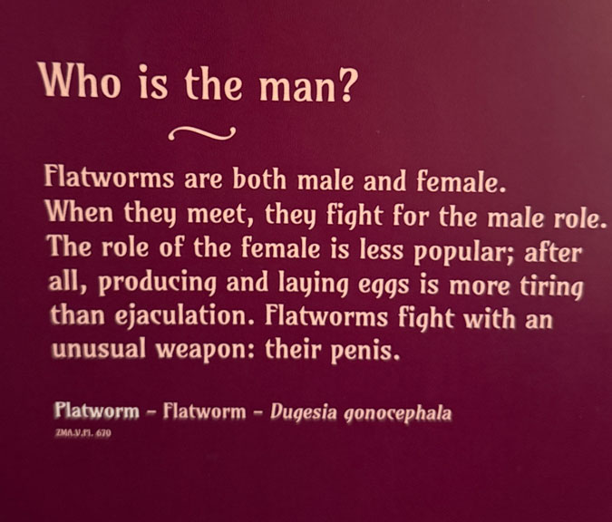 Flatworm...who is the man?