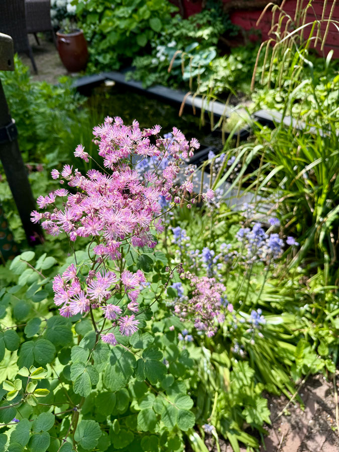 Flowers in our garden