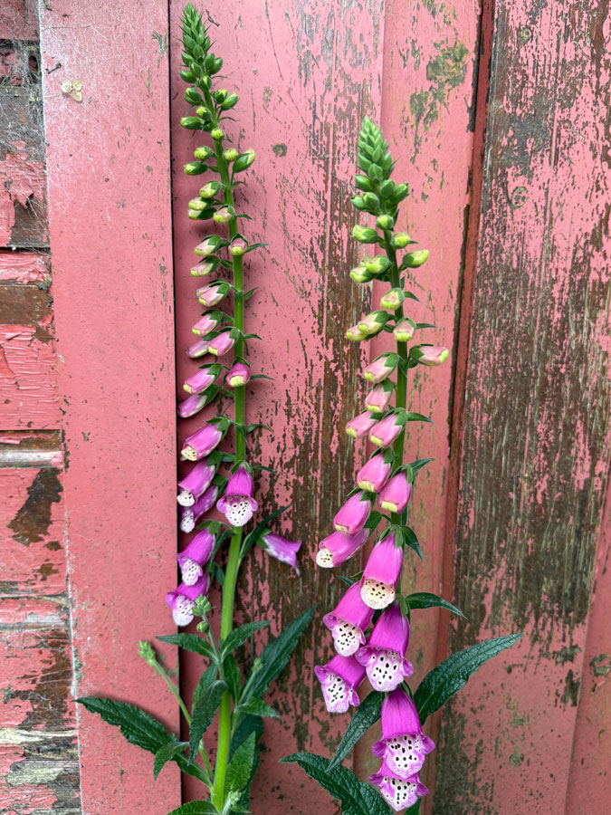 Flowers in our garden