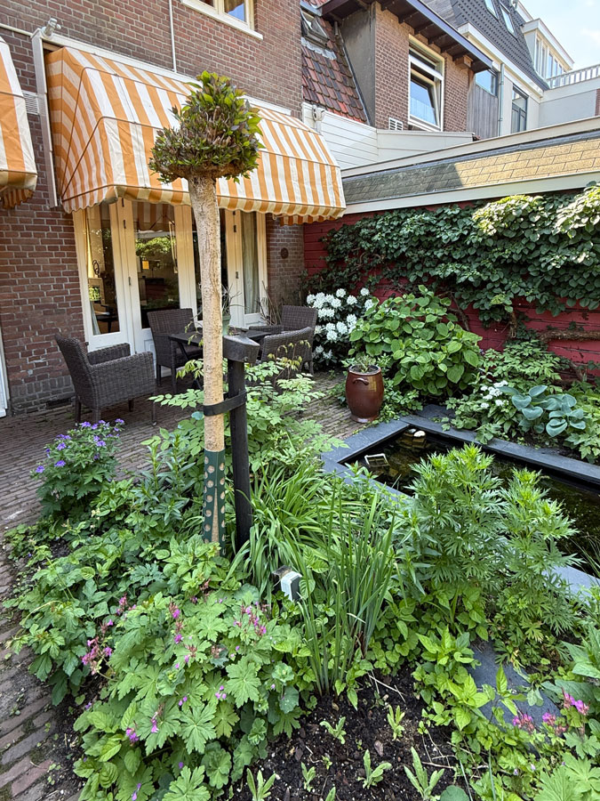 Our garden