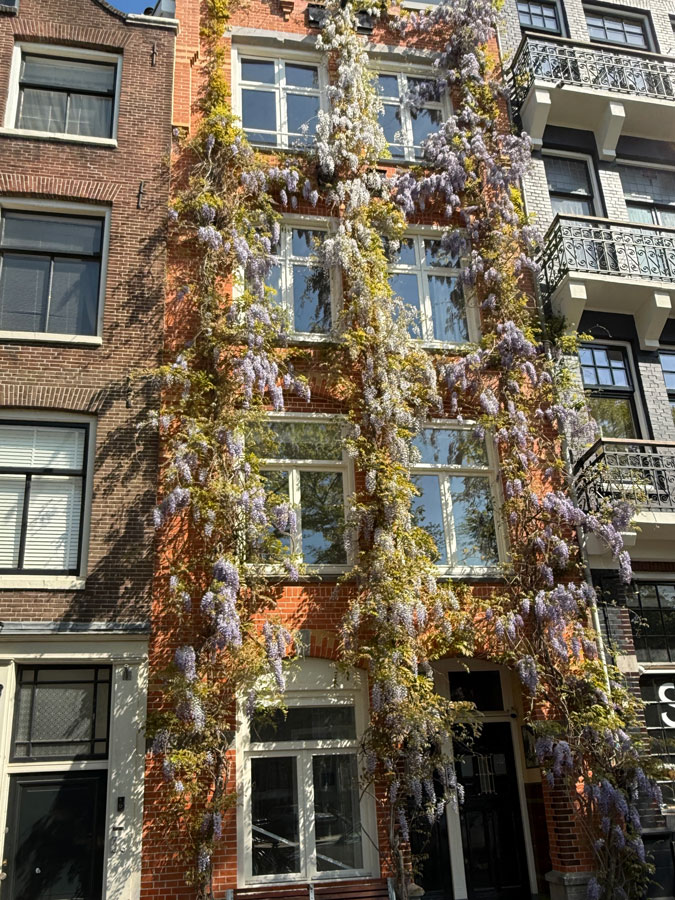 House in Amsterdam with wisteria