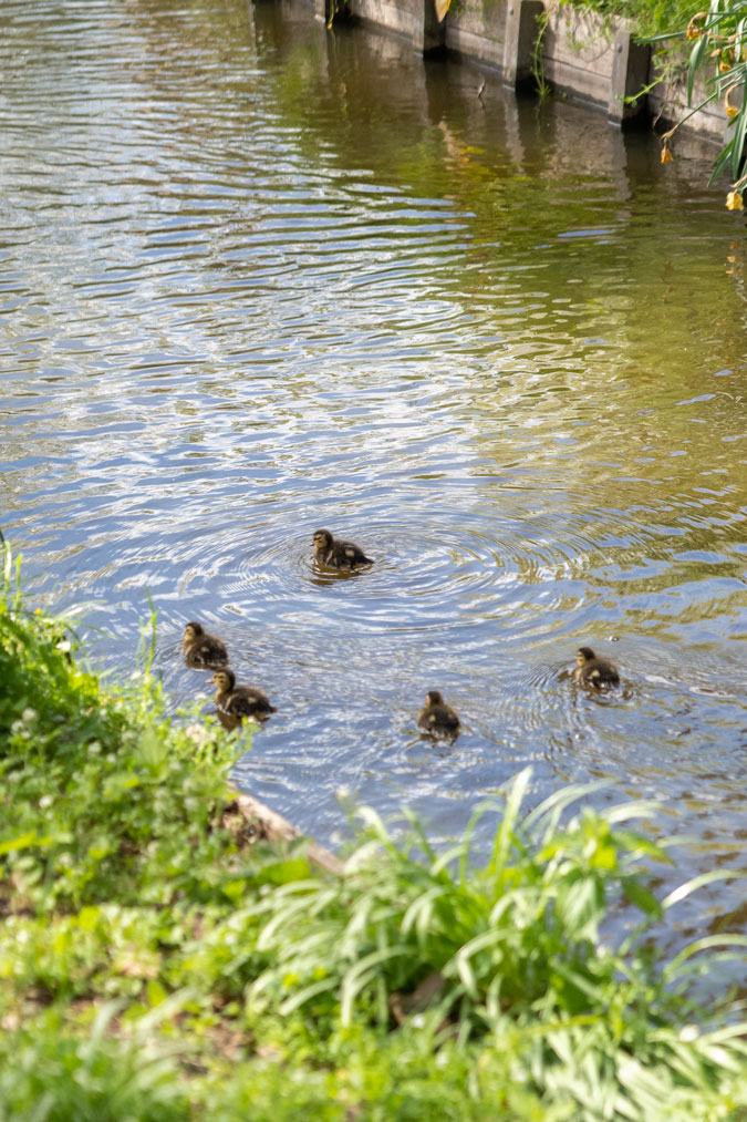 Little ducklings