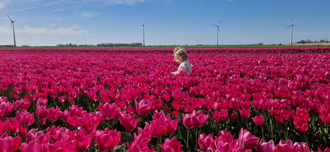 Little Evy in a tulip field