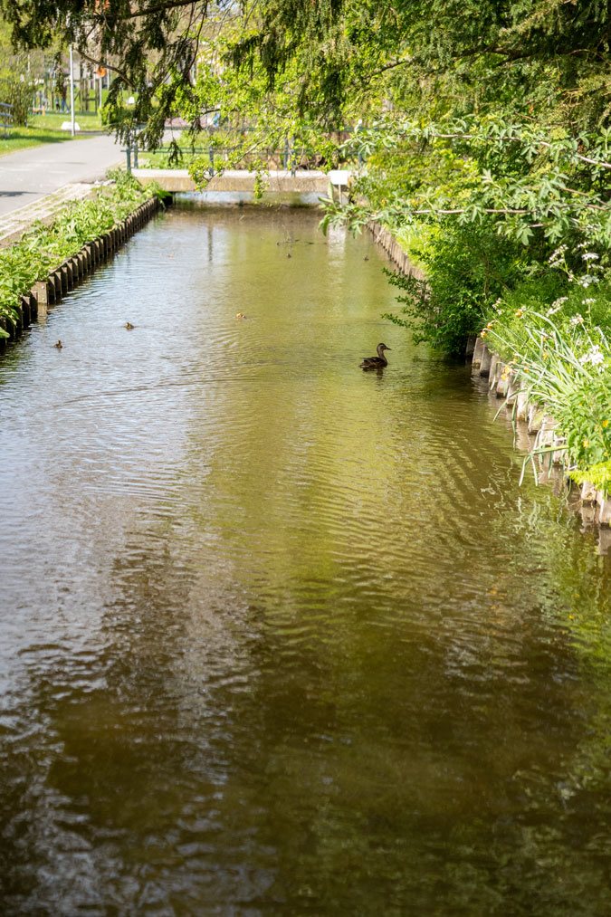 Mama duck trying to gather her children