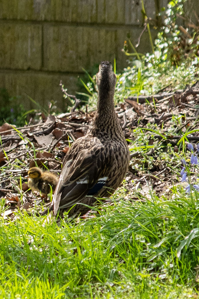 Mama duck with 1 duckling