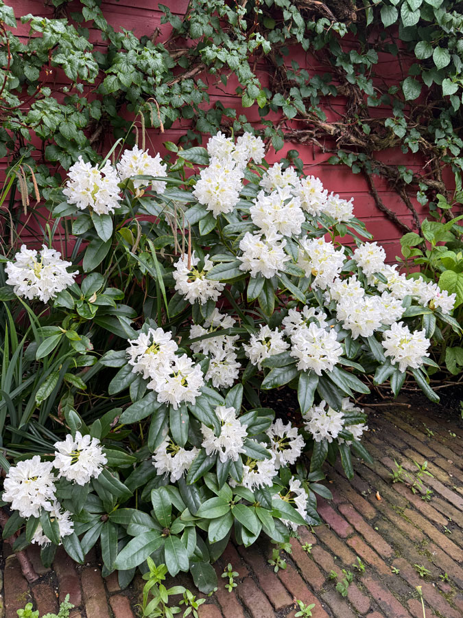 Rhododendron