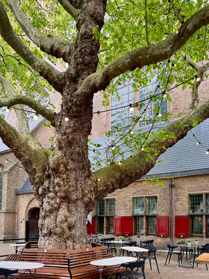 Tree and church The Hague