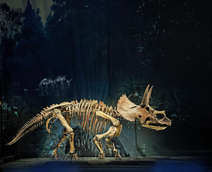Triceratops skeleton