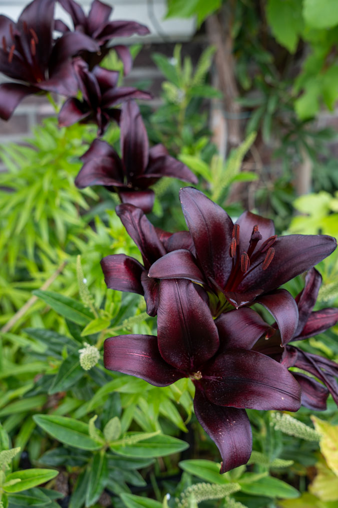 Beautiful dark flowers