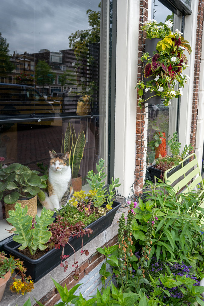 Cat in the window