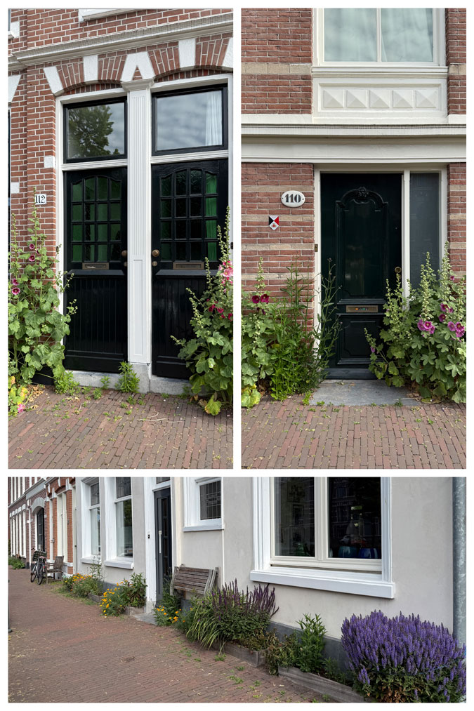 Flowers in front of houses