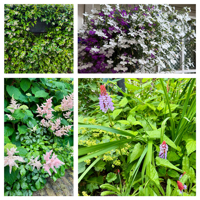 Plants in the garden in June