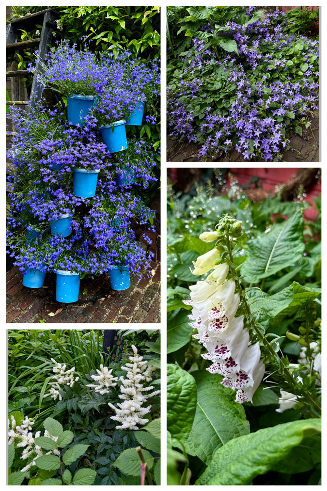 Plants in the garden in June