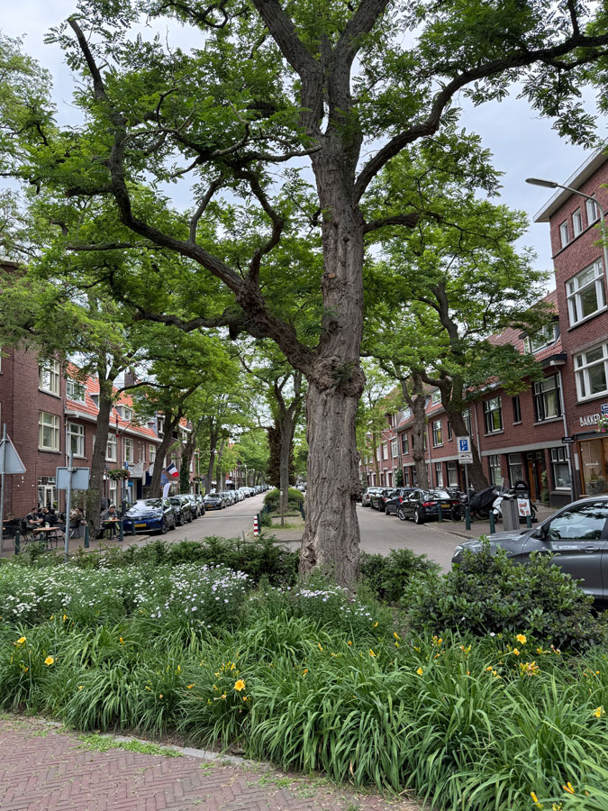 Van Hoytemastraat The Hague