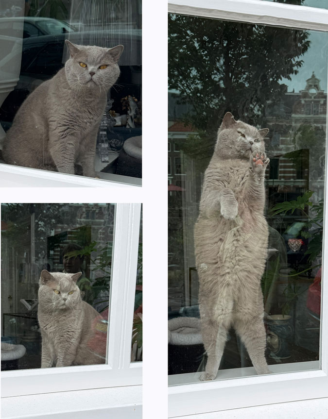 Cat in window