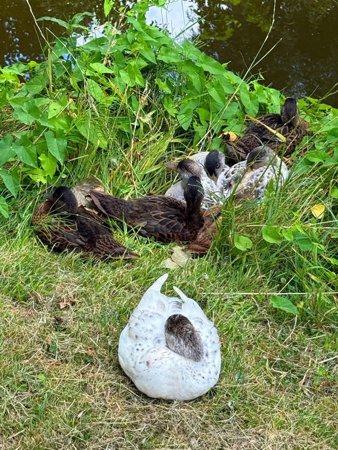 Ducks