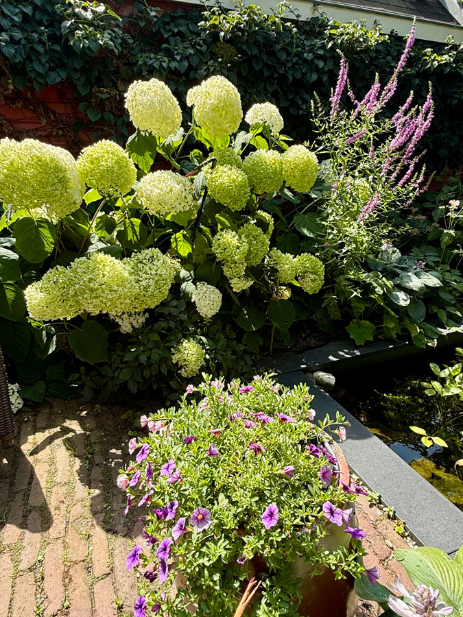 Garden 22nd of July 2026