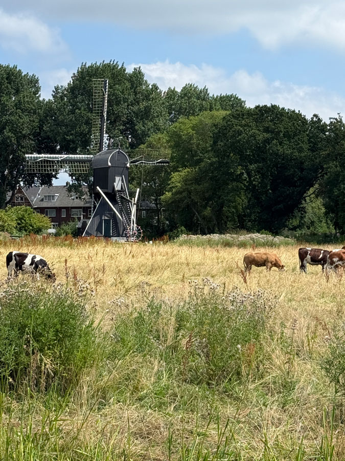 Mill and cows