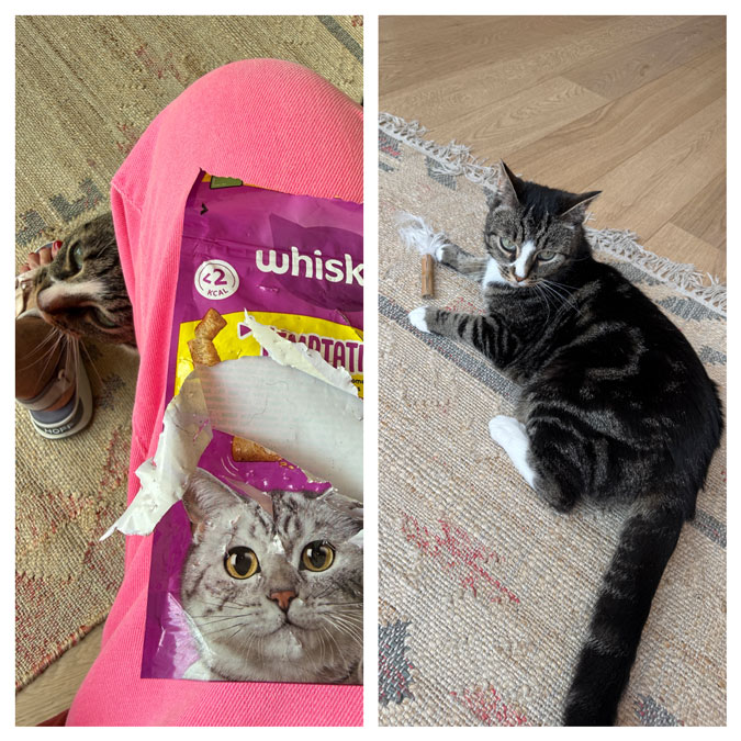 Naughty neighbour cat