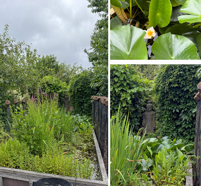 Pond at allotment Ron