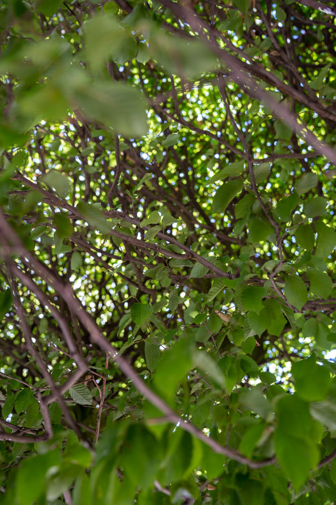 Leaves and light