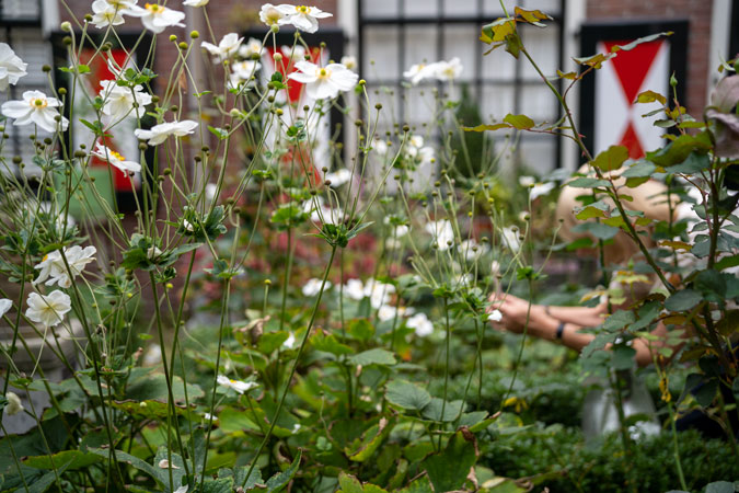 Bruiningshofje (almshouse courtyard) Haarlem
