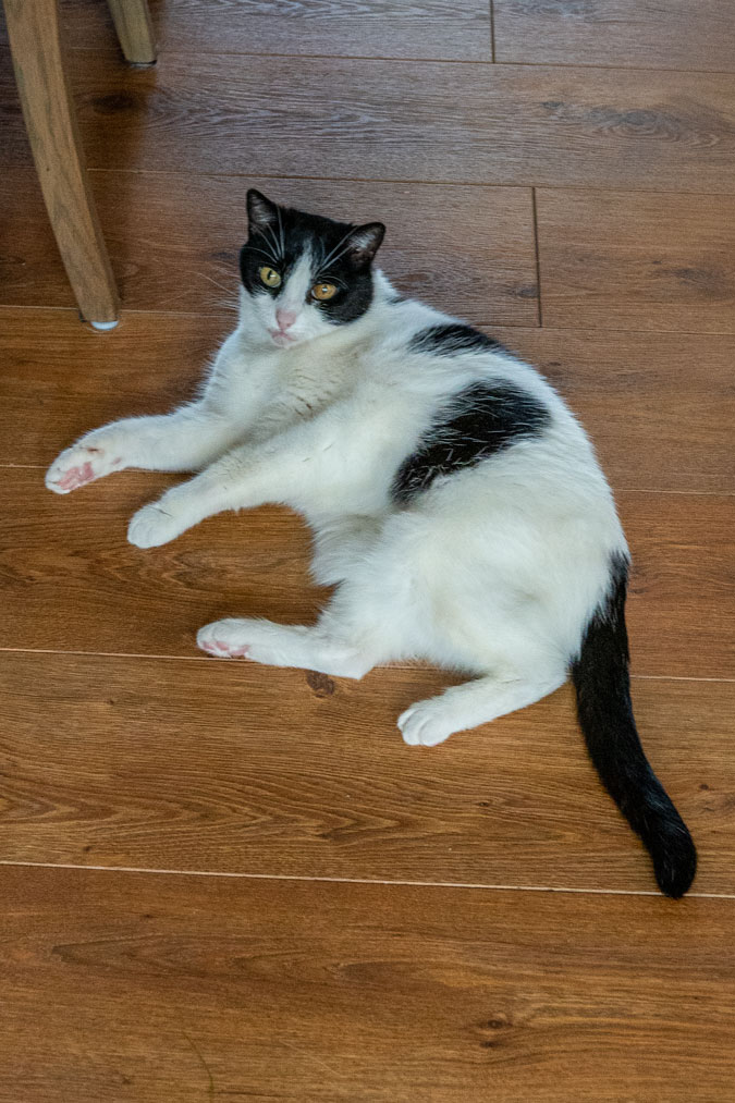 Bella, Marjolein's cat