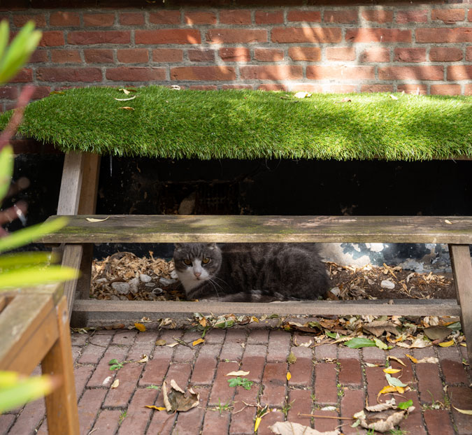 Cat underneath bench