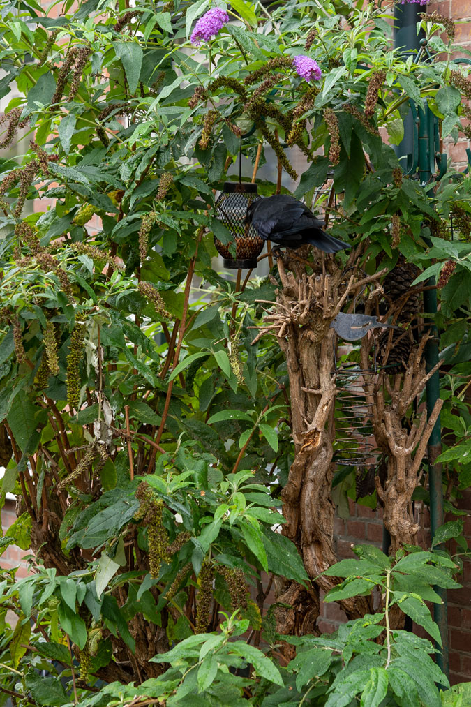 Jackdaw in a bush