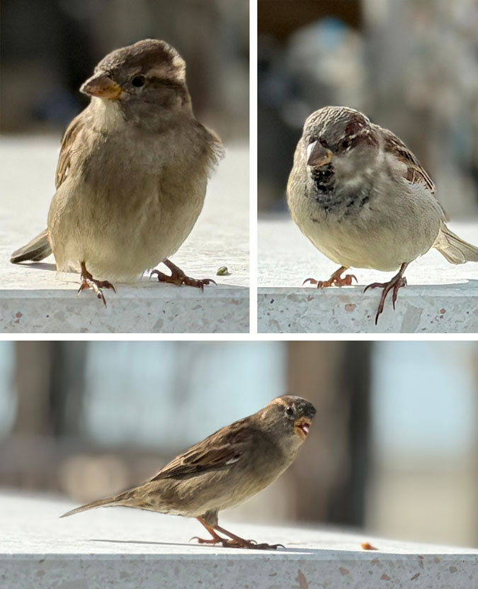 Sparrows at the beach