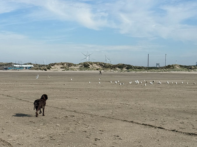 Watson and seagulls