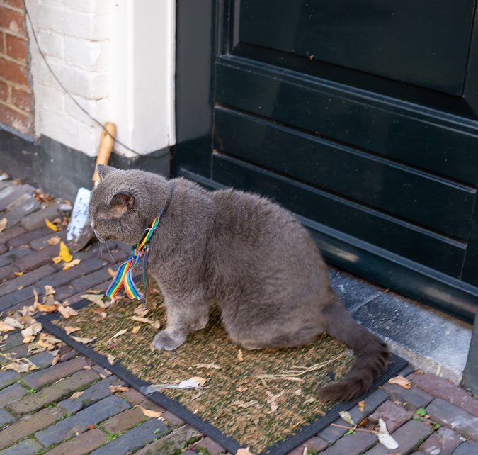 cat supporting rainbow