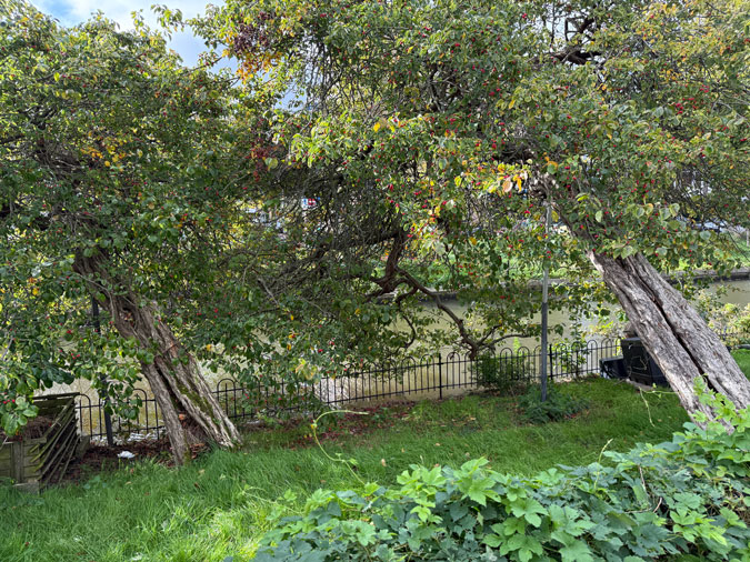 Trees